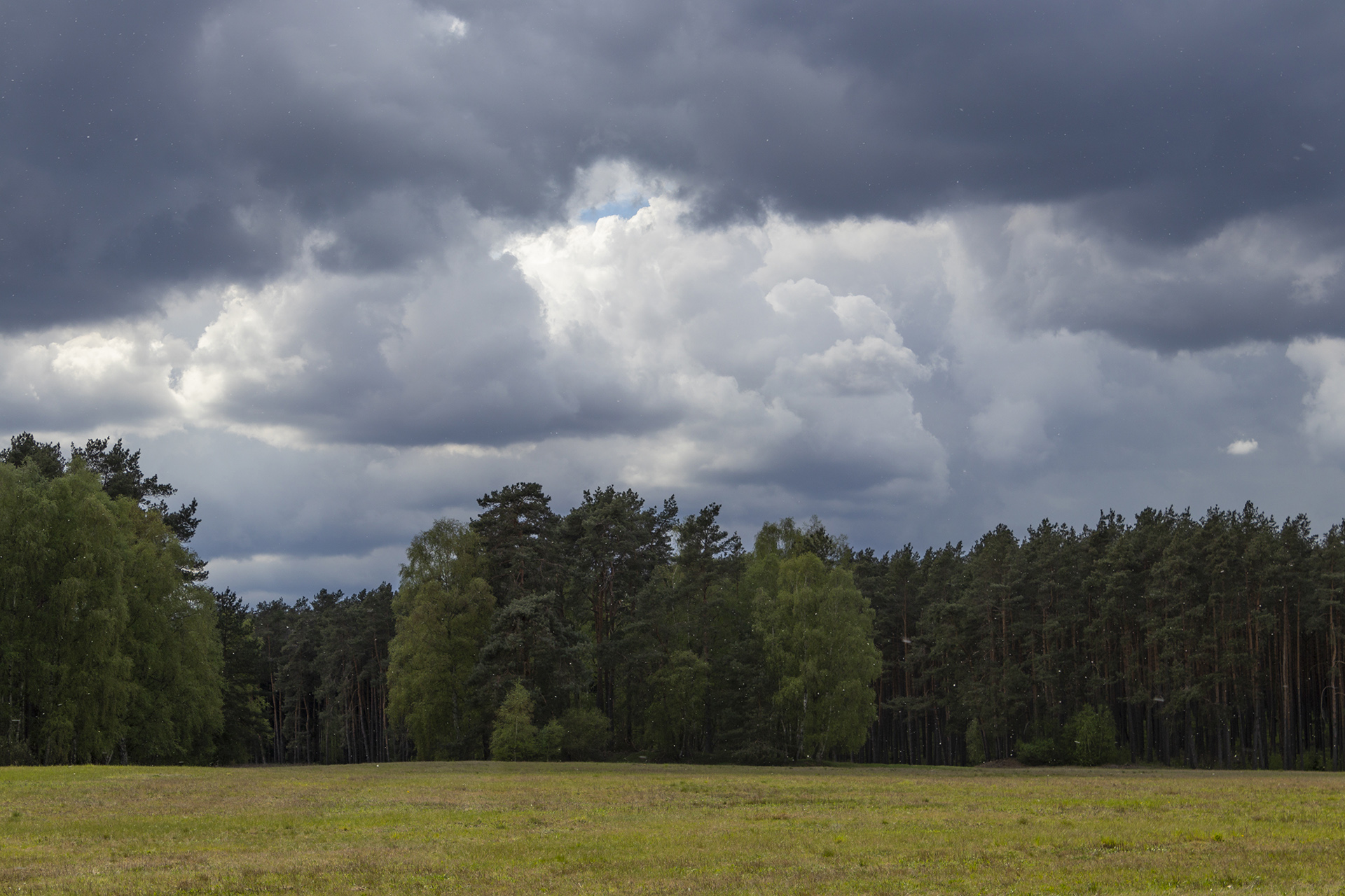 Regen übern Wald