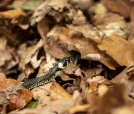 Ringelnatter bei Drethem